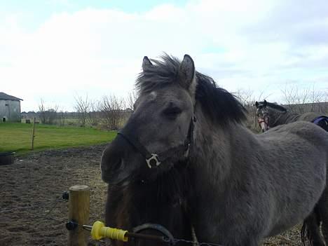 Anden særlig race Amanda *solgt* - Amanda :P billede 16