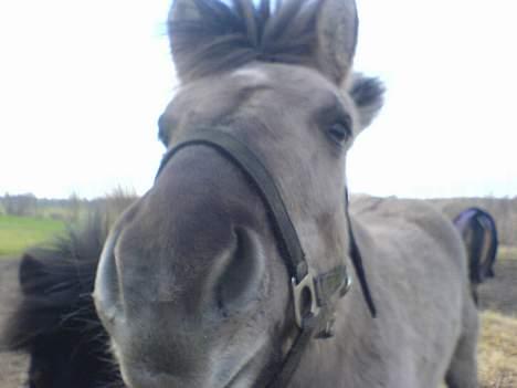 Anden særlig race Amanda *solgt* - Bøøh´ x) , Siger Amanda ? :b billede 17