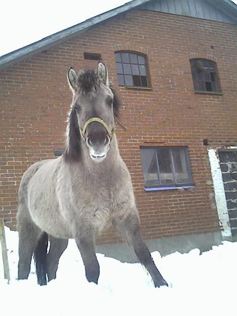 Anden særlig race Amanda *solgt* - Amanda i sneen :) billede 19