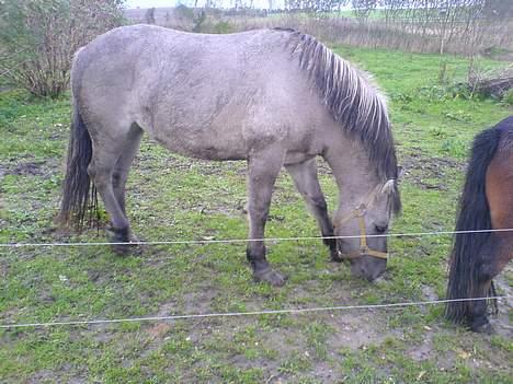 Anden særlig race Amanda *solgt* - Amanda =b billede 20
