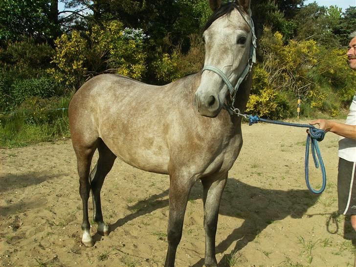 Anden særlig race Åbygårds Cinderella(Cindy - foto model billede 1