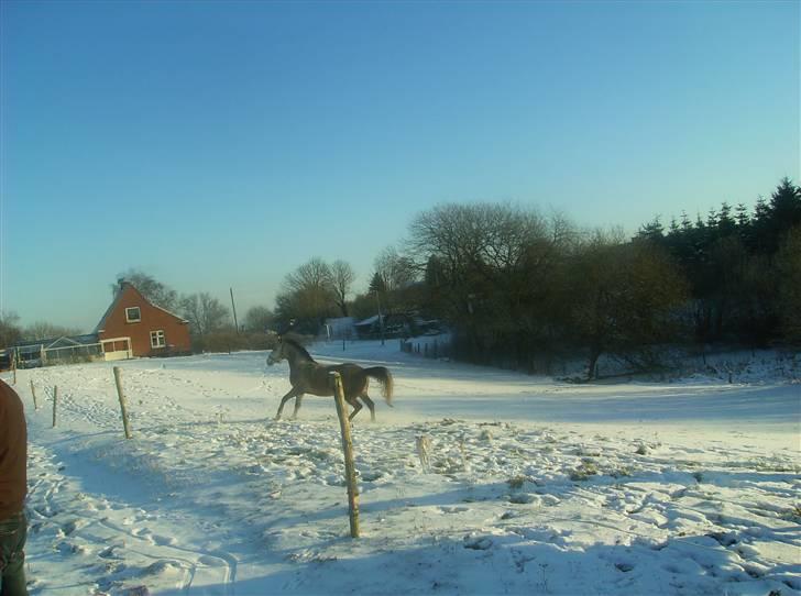 Anden særlig race Åbygårds Cinderella(Cindy billede 2