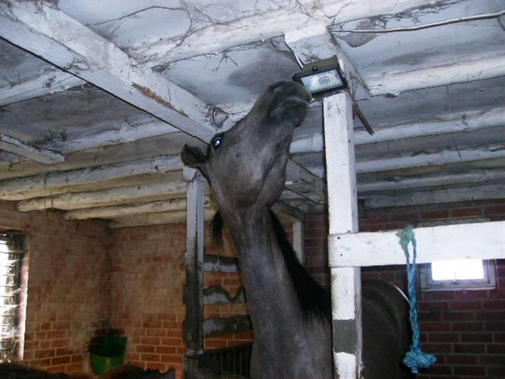 Anden særlig race Åbygårds Cinderella(Cindy - vidste i godt at lampe smager godt?? haha billede 3