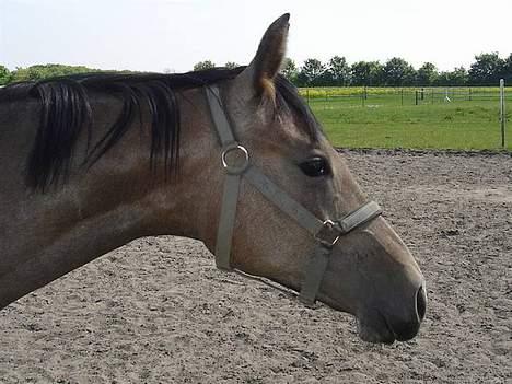 Anden særlig race Åbygårds Cinderella(Cindy - smukke hovede billede 9