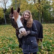 Welsh Partbred (Sec F) Rosengårdens Sodapop