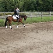 Tysk Sportspony Carlos con Diegos