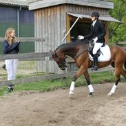 Tysk Sportspony Carlos con Diegos