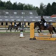 Tysk Sportspony Carlos con Diegos