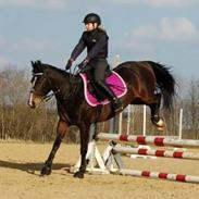 New Forest Mila (tidligere pony)