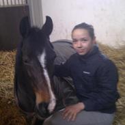 New Forest Mila (tidligere pony)