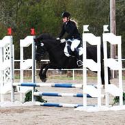 Tysk Sportspony Tiffy