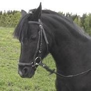 Tysk Sportspony Tiffy