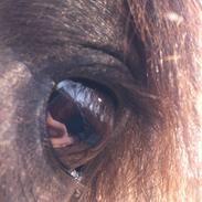 Islænder Dis fra knutsyttan