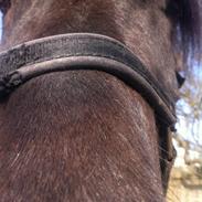 Islænder Dis fra knutsyttan