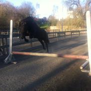 Islænder Dis fra knutsyttan