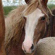 Bashkir Curly CF Trevinos Smilla