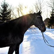 Oldenborg Futti af Aalborgdal
