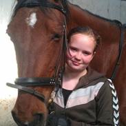 Dansk Varmblod Ms. Daisy