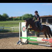 Anden særlig race Fair Play [ELEVPONY] PSR ??