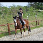 Anden særlig race Fair Play [ELEVPONY] PSR ??
