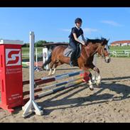 Anden særlig race Fair Play [ELEVPONY] PSR ??