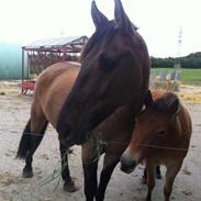 Gotlandsruss Dixie <3