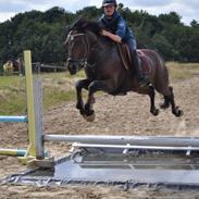 Connemara Maskelkolts Mc Gyver. *SOLGT TIDLIGERE PONY*