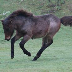 Islænder Djarfgengur fra Boddum