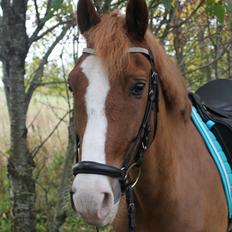 New Forest Remontes Gee-Gee -B-pony