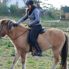 Islænder Fála fra Kirkeskovgård