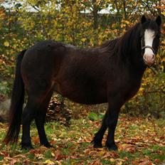 Welsh Mountain (sec A) Branka