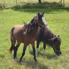 Welsh Mountain (sec A) Branka