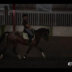 Anden særlig race Belive SOLGT ;'(