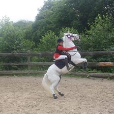 Anden særlig race Maicha