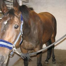 Anden særlig race Missgin *Himmelhest*