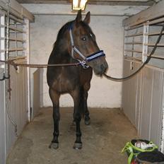 Anden særlig race Missgin *Himmelhest*