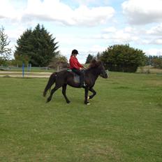 Islænder Visna fra Søborg<3