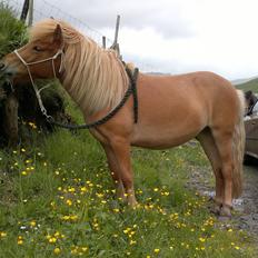 Færøsk hest Lý *ifol* ((((: