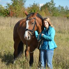 Dansk Varmblod *Mistery*