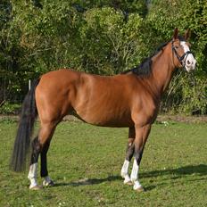 Dansk Varmblod *Mistery*