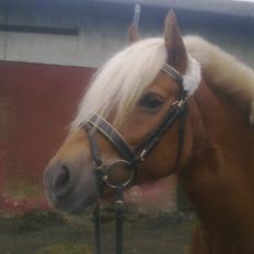 Haflinger Senna Rørmosegård