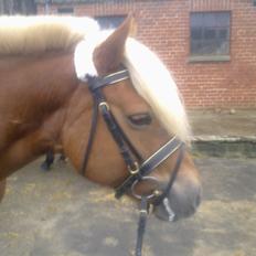 Haflinger Senna Rørmosegård