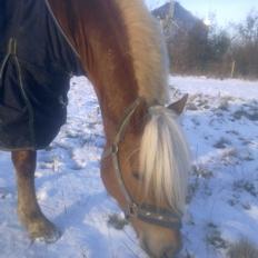 Haflinger Senna Rørmosegård