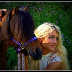 Shetlænder Sir Gosh