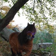 Shetlænder Sir Gosh