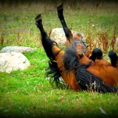 Shetlænder Sir Gosh