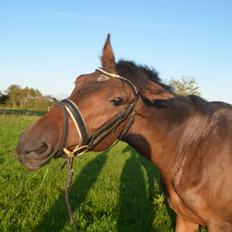 Dansk Varmblod Don Lucifer Di Maltractare
