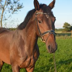 Dansk Varmblod Don Lucifer Di Maltractare