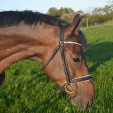 Dansk Varmblod Don Lucifer Di Maltractare