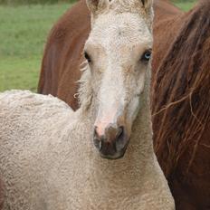 Bashkir Curly CF Idahos Loke